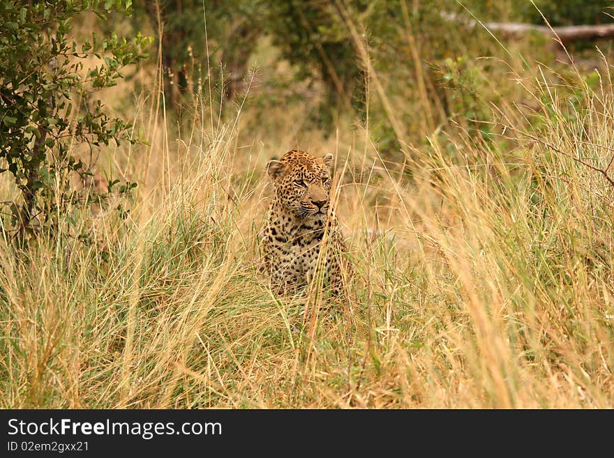 Leopard in Sabi Sand Private Reserve