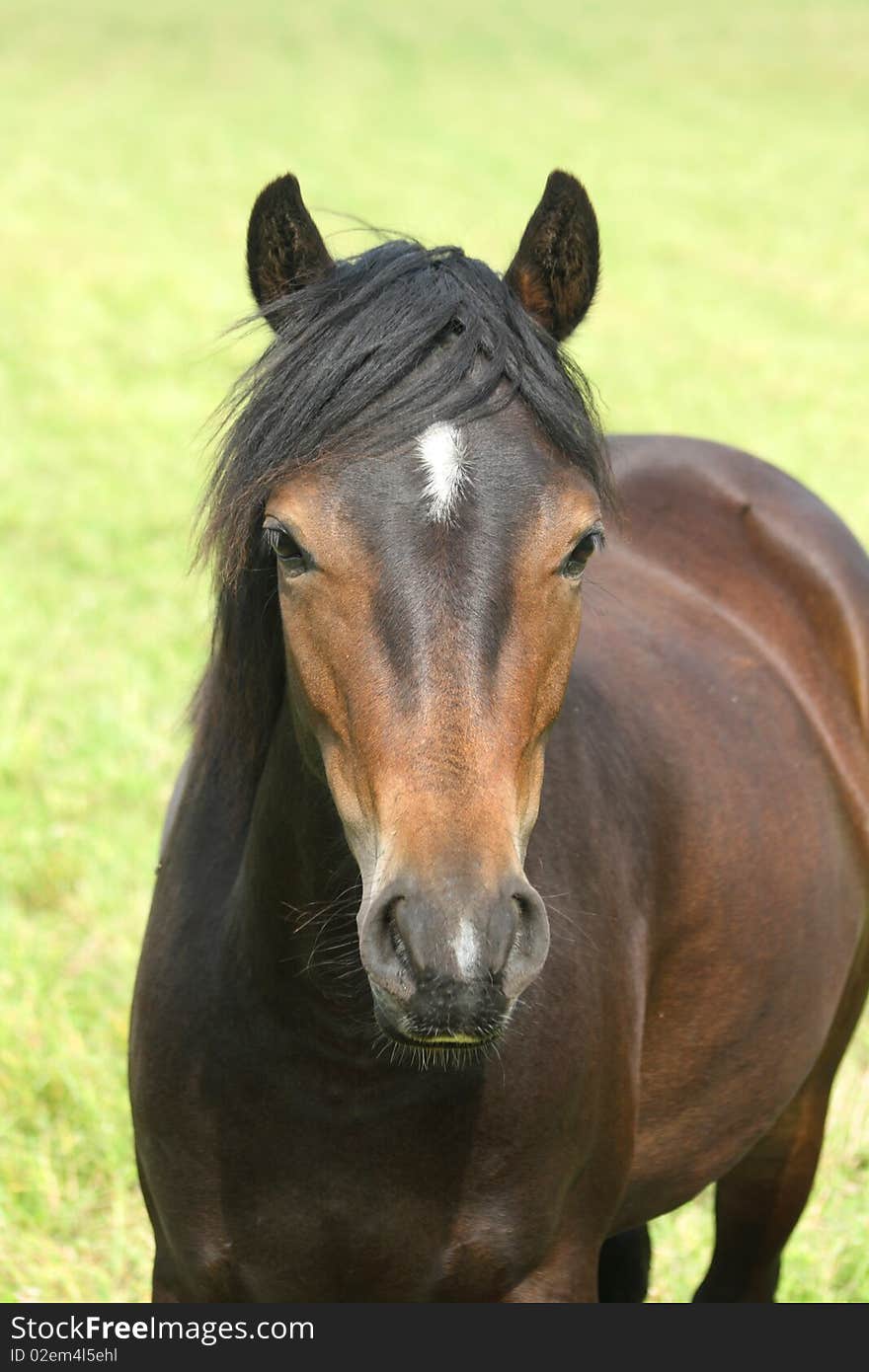 Beautiful brown horse on green lawn or meadow