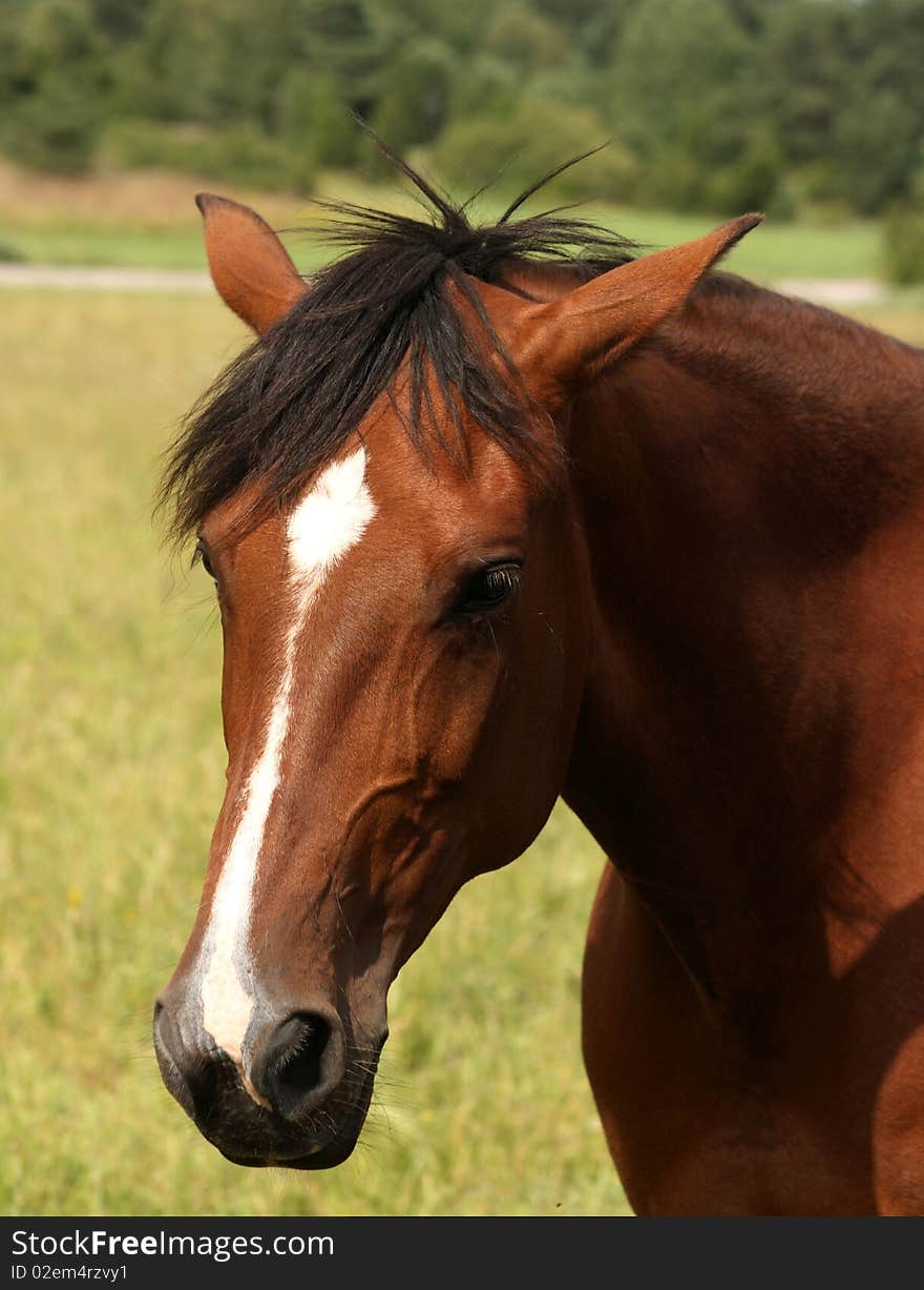 Beautiful brown horse on green lawn or meadow