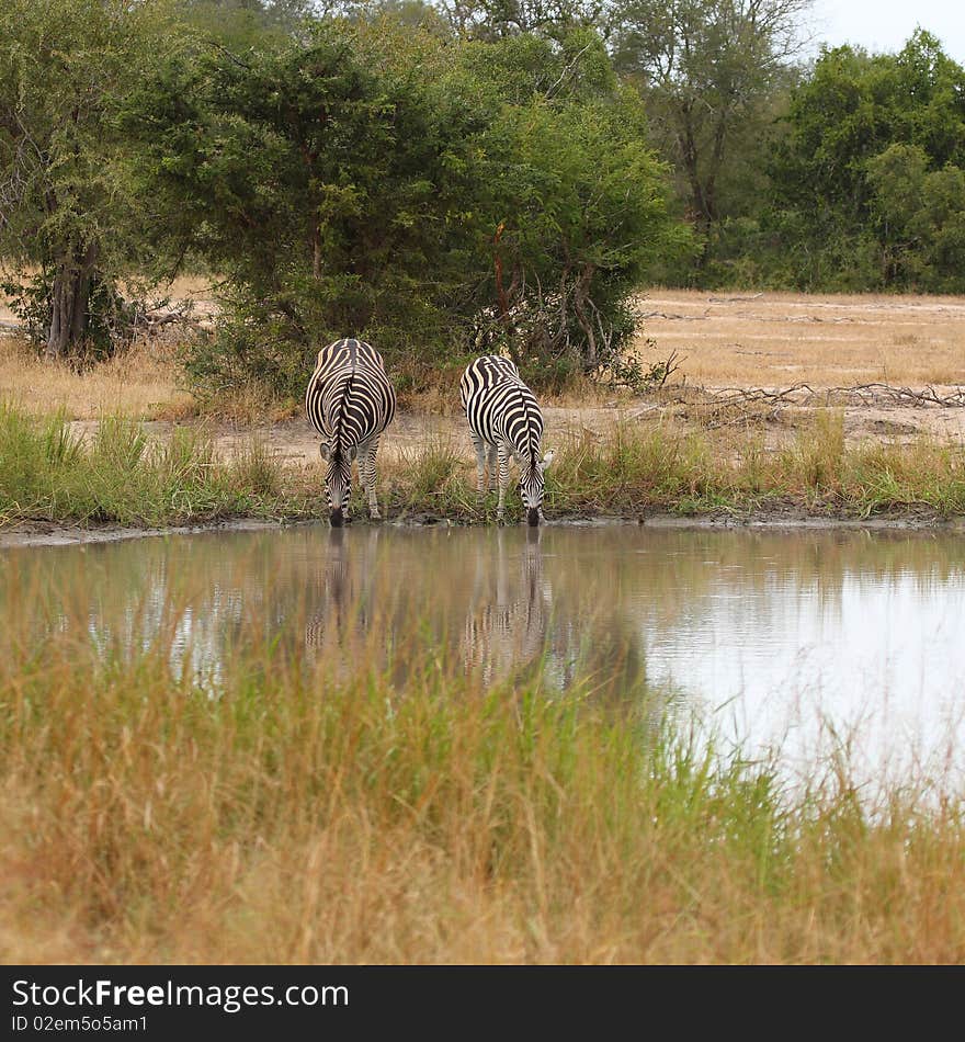 Zebra in Sabi Sand Reserve