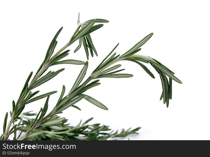 Rosemary Leaves