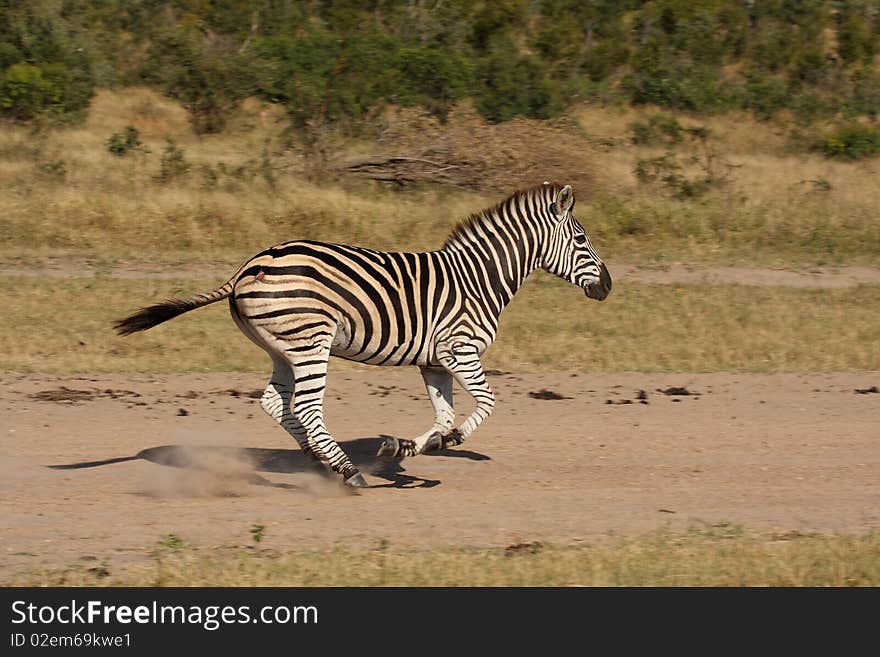 Zebra in Sabi Sand Reserve