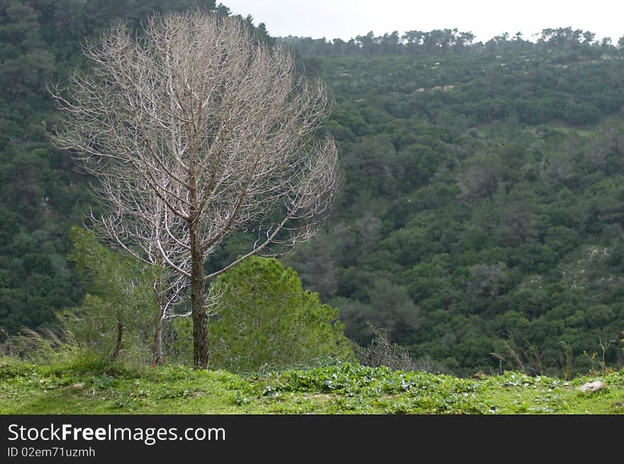 Sunlit bare tree against green forest background