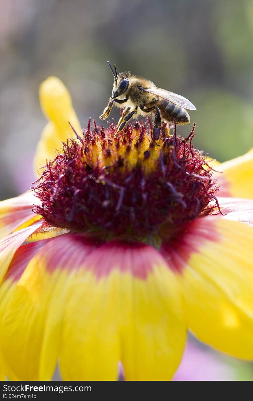 Bee on collects nectar