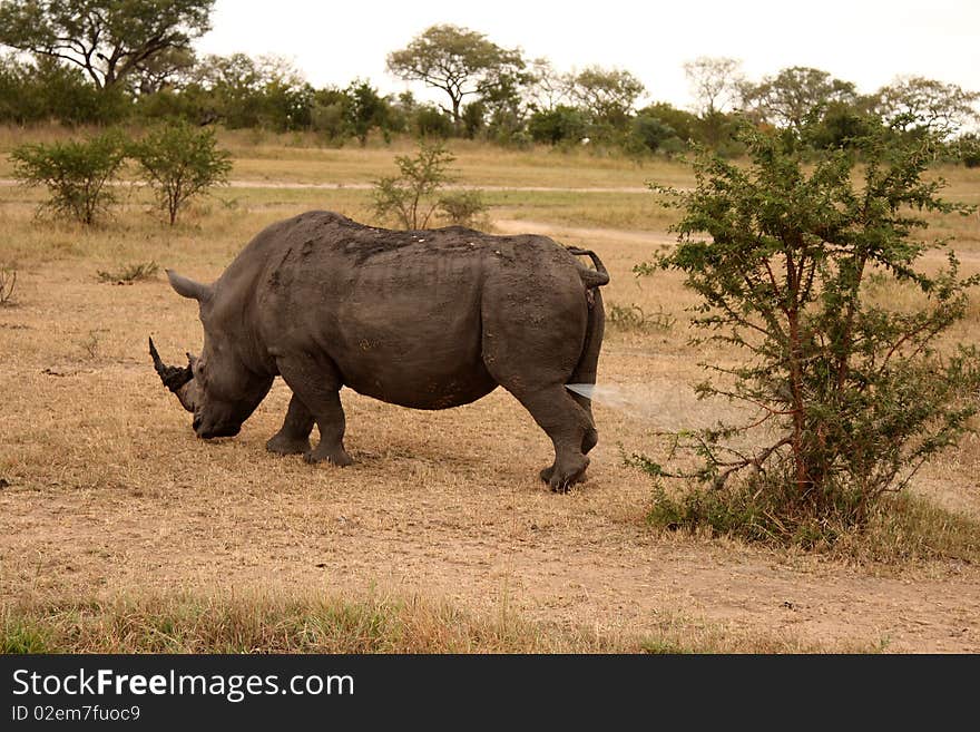 Rhino in Sabi Sand, South Africa