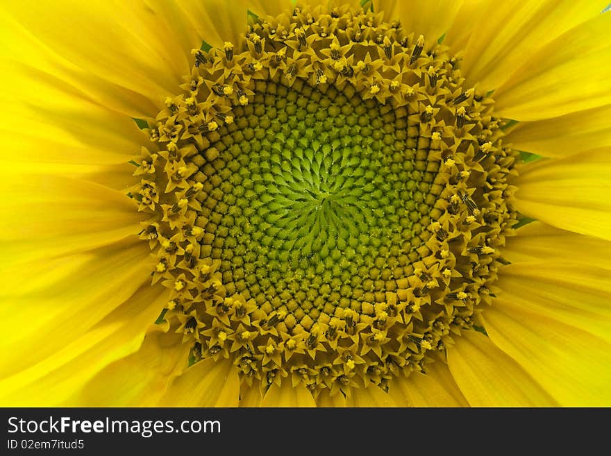 Close up of gorgeous sunflower