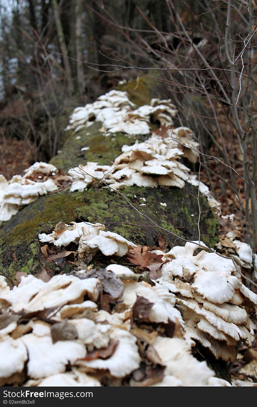 White fungus on long rotten log