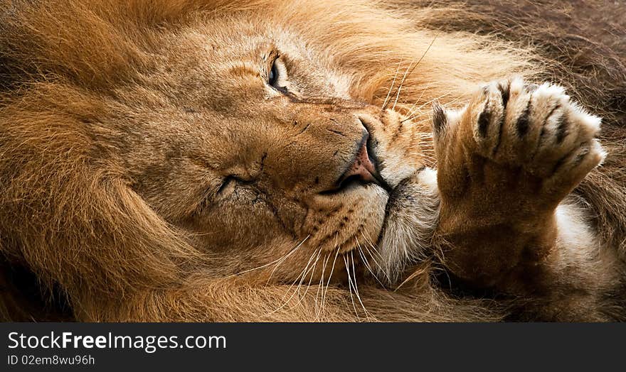 Lion resting with paw out