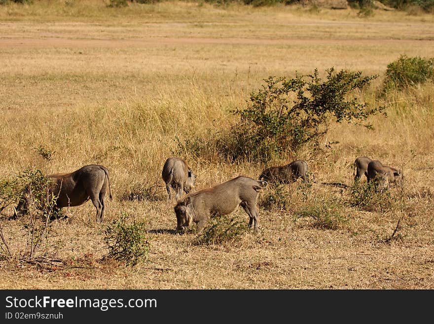 Warthog In Sabi Sands Safari