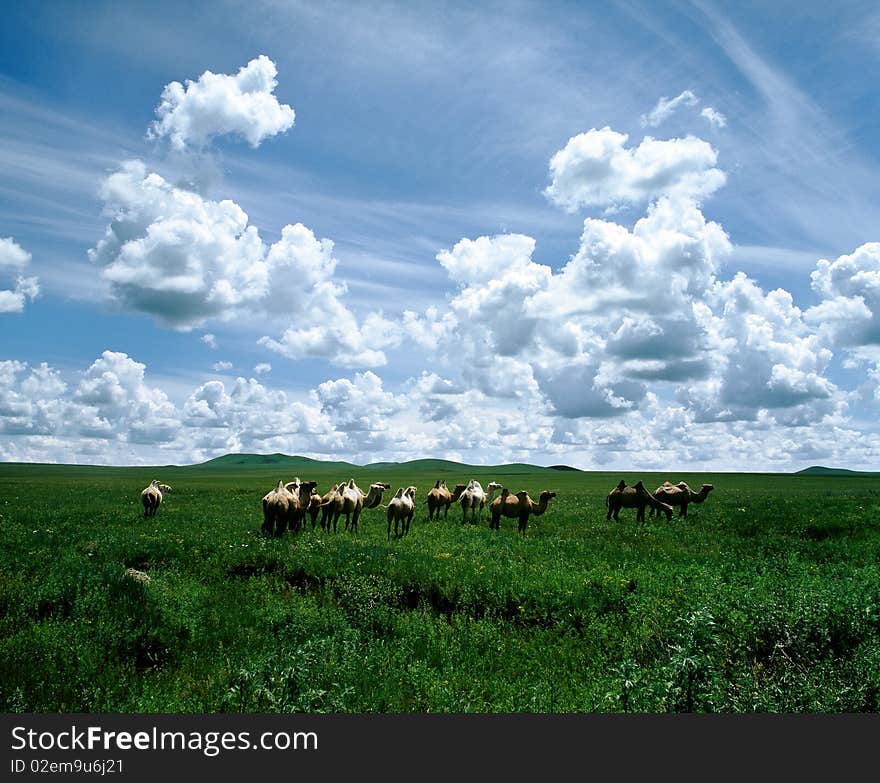 Green meadow in Bashang grassland, Chengde, China. Green meadow in Bashang grassland, Chengde, China.