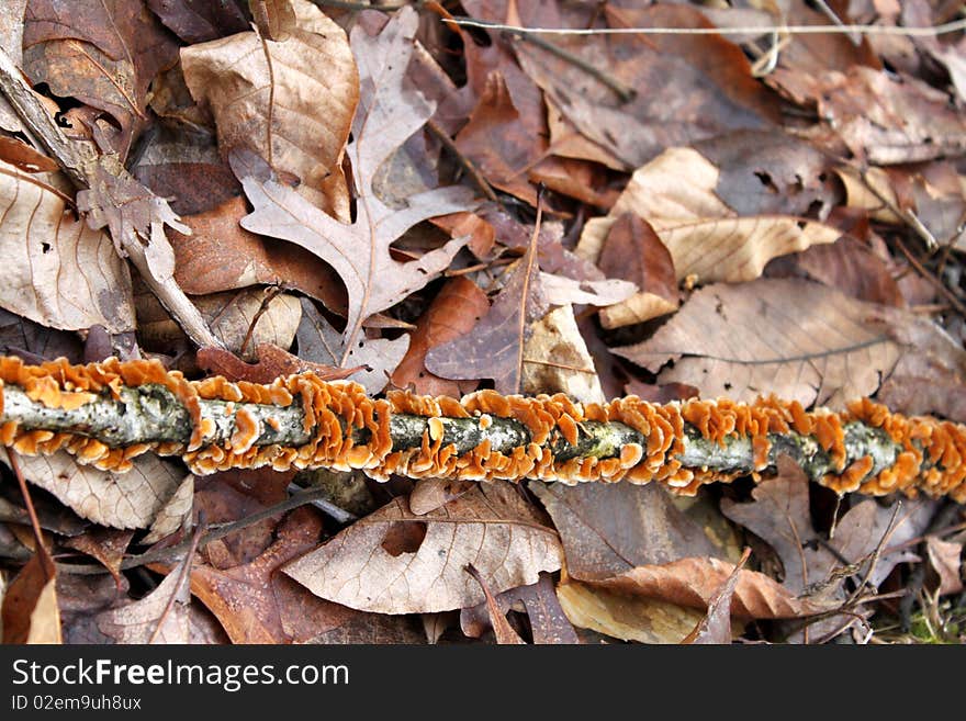 Yellow fungus branch