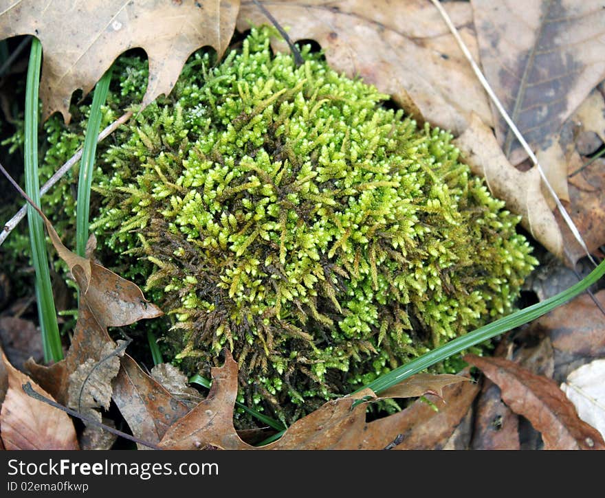 Green moss tuft