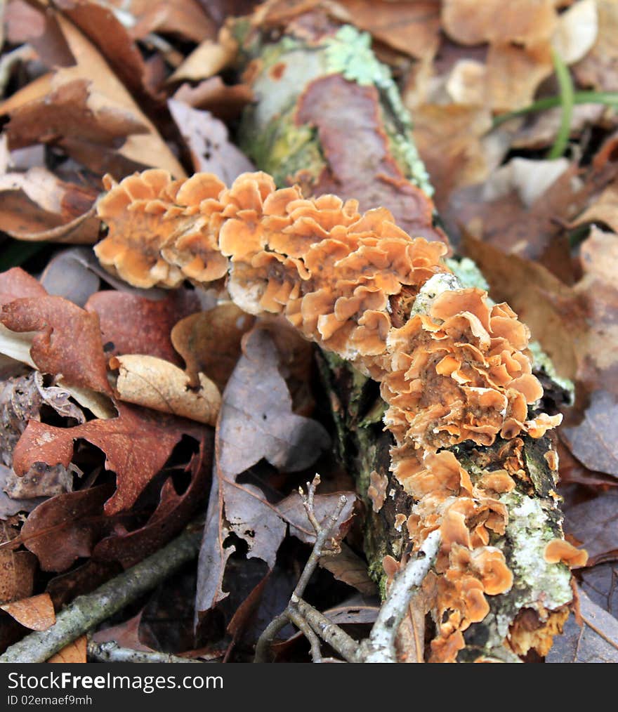 Yellow orange fungus spiraling around branch on a bed of leaves green fungus. Yellow orange fungus spiraling around branch on a bed of leaves green fungus