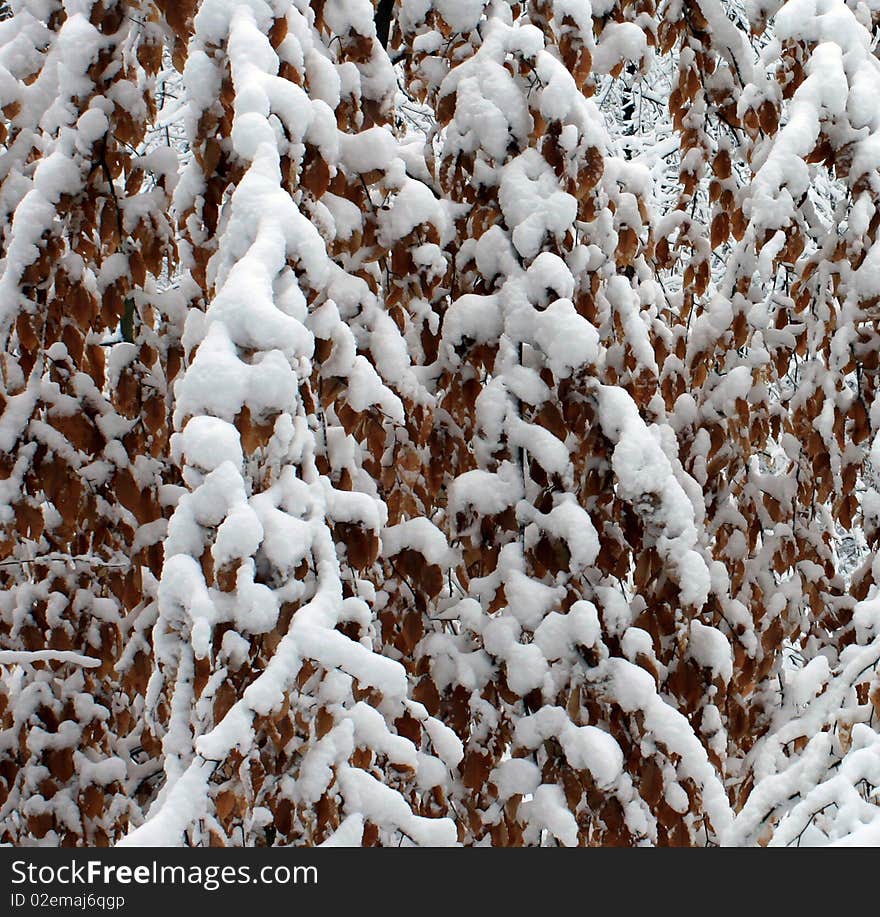 Snow covered curtain of tree branches and leaves