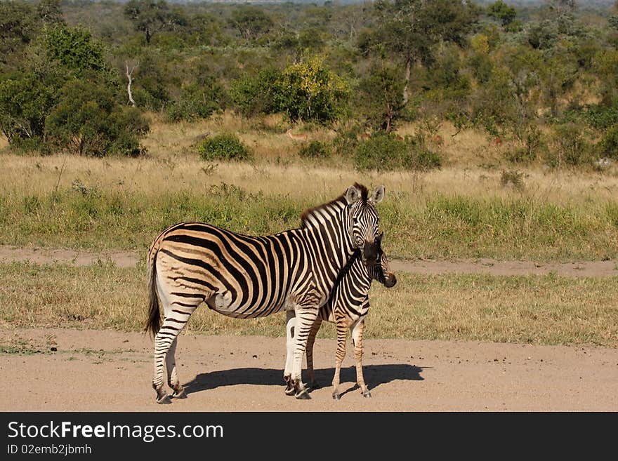 Zebra in Sabi Sand Reserve