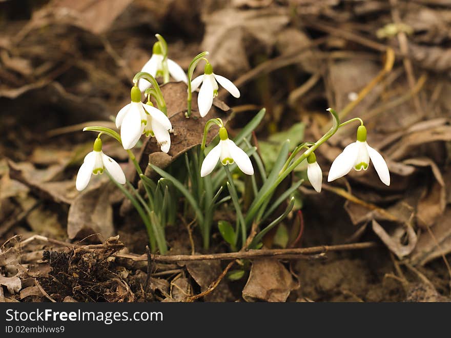 First snowdrop