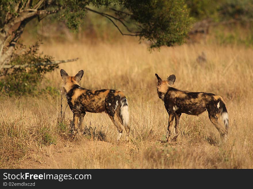 Wild dogs (painted) in Sabi Sand, South Africa. Wild dogs (painted) in Sabi Sand, South Africa