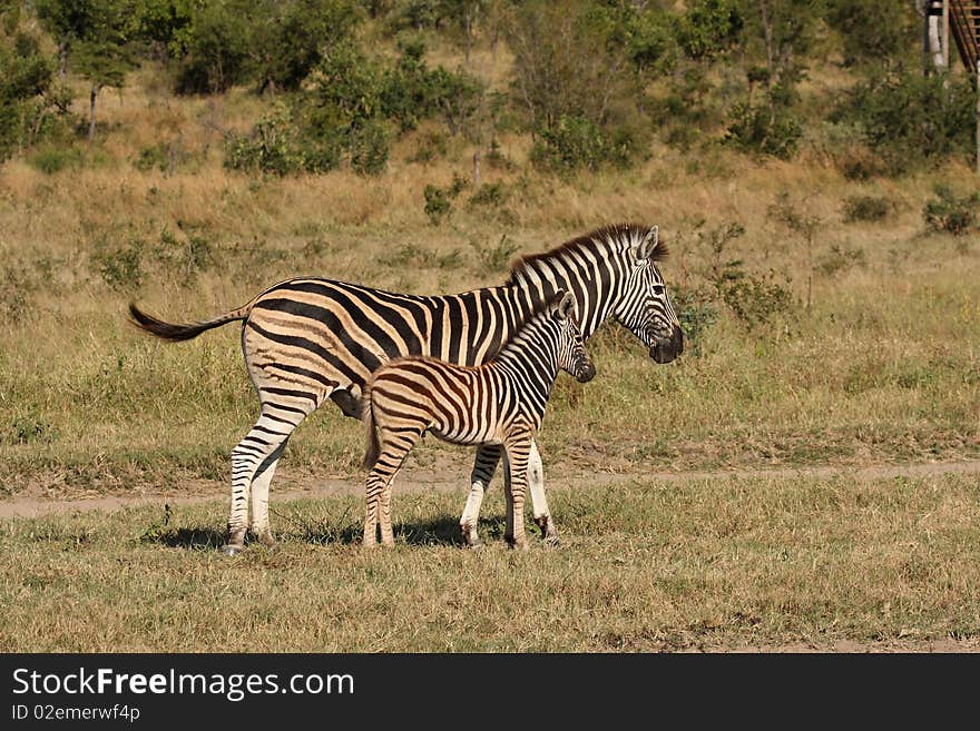 Zebra in Sabi Sand Reserve