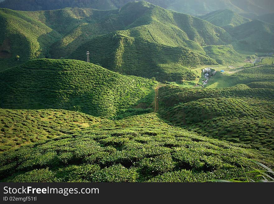 Tea plantation