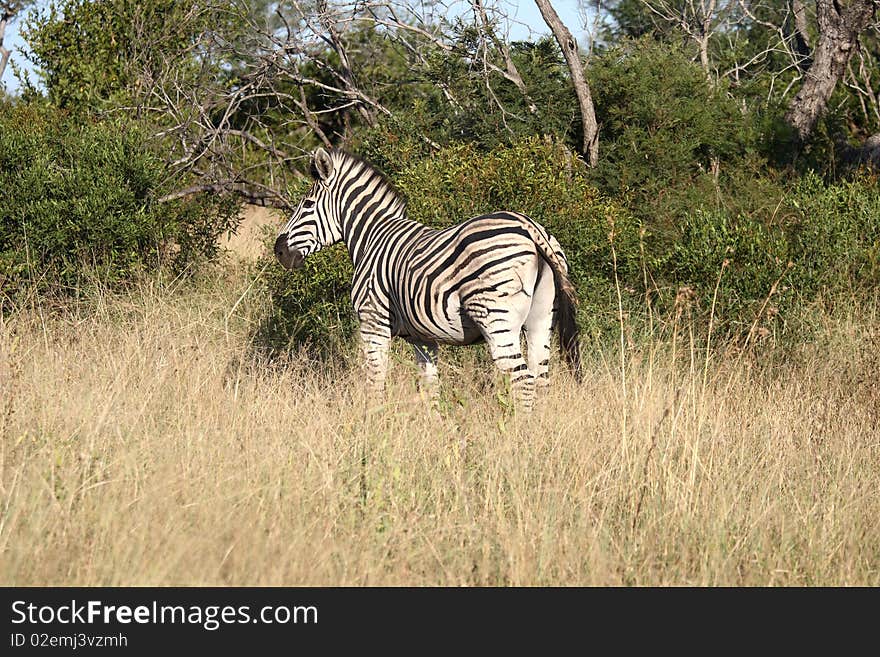 Zebra in Sabi Sand Reserve