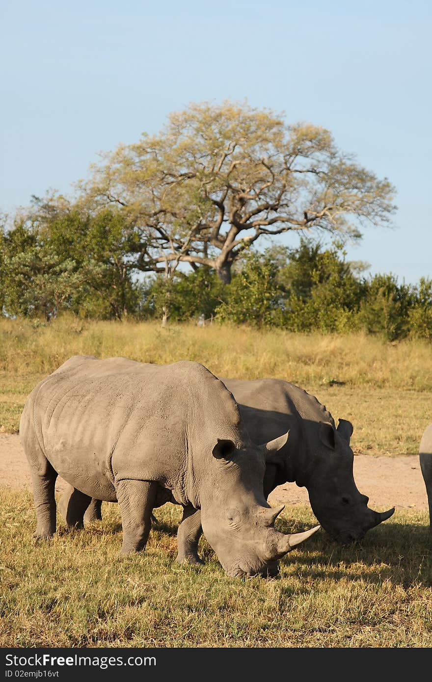 Rhino in Sabi Sand, South Africa