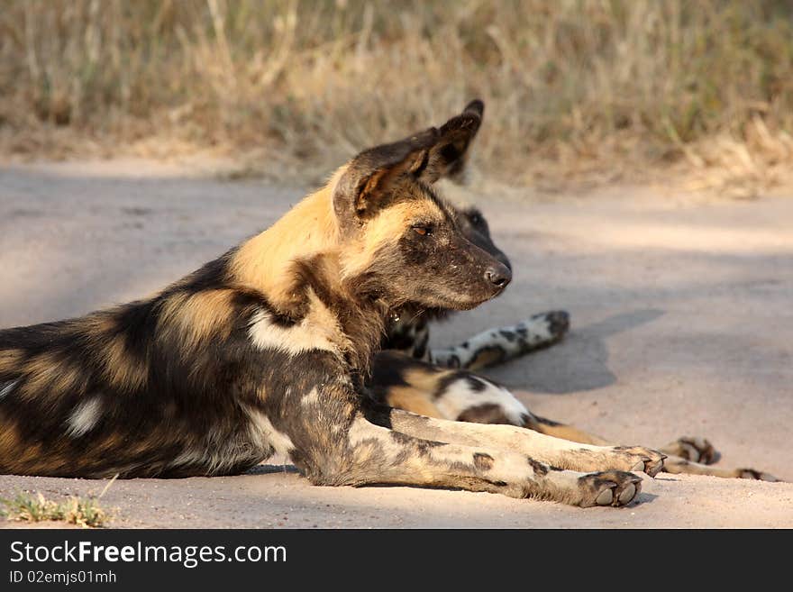 Wild dogs (painted) in Sabi Sand, South Africa. Wild dogs (painted) in Sabi Sand, South Africa