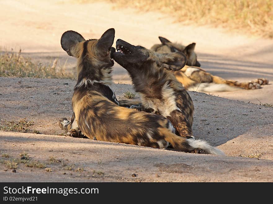 Wild Dogs In Soouth Africa