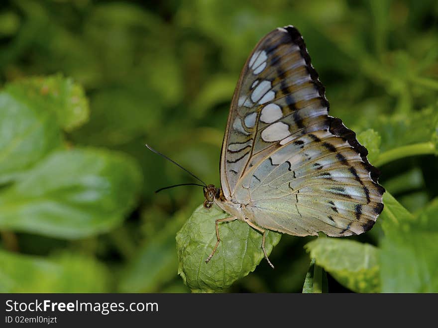 Butterfly on Flower