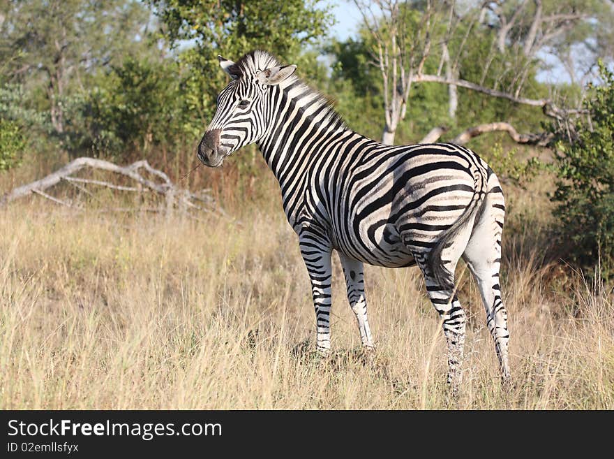 Zebra In South Africa