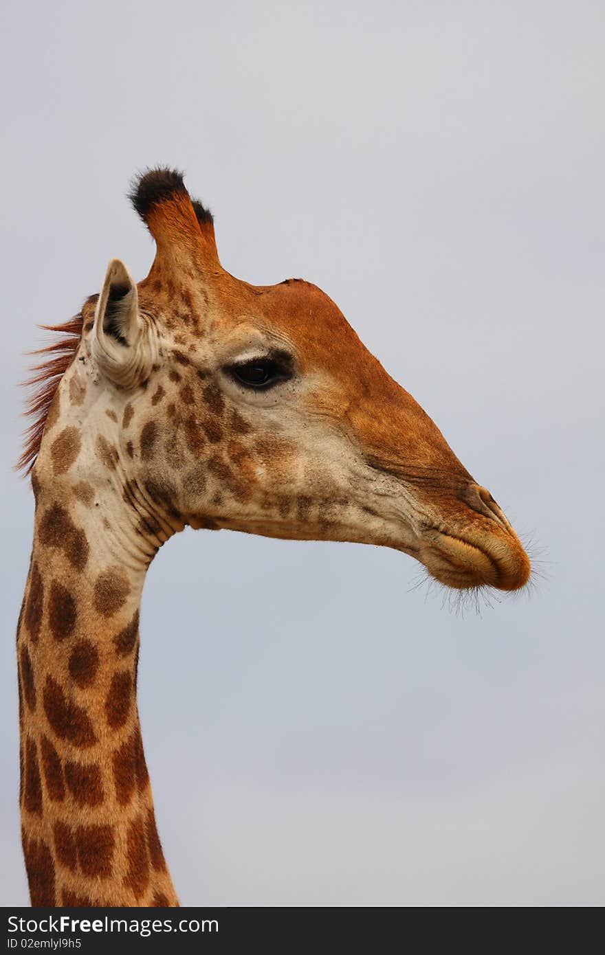 Giraffe in Sabi Sand Reserve, Africa