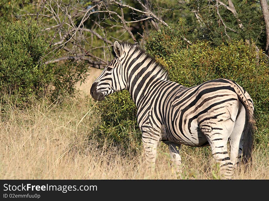 Zebra