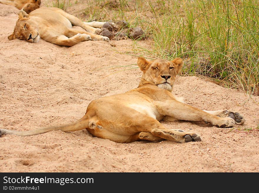 Lions In The Sabi Sand Game Reserve