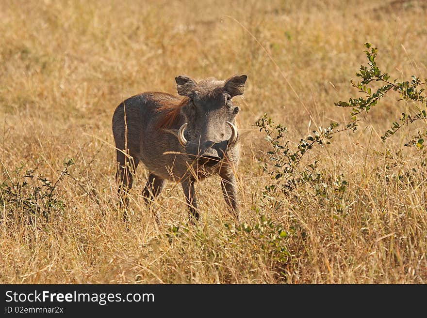 Warthog in Sabi Sands Safari