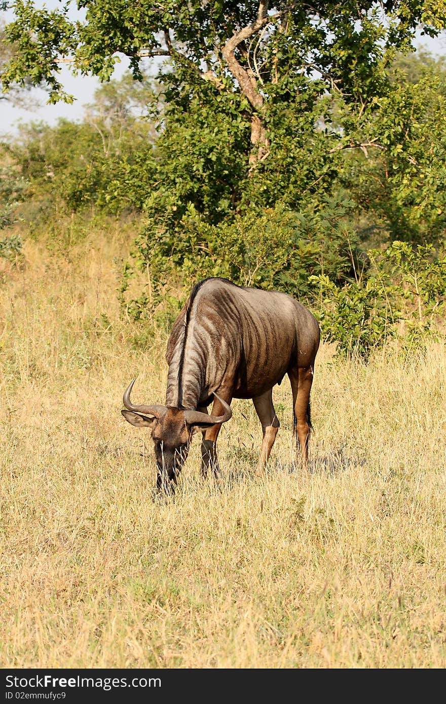 Blue Wildebeest in Sabi Sand Game Reserve