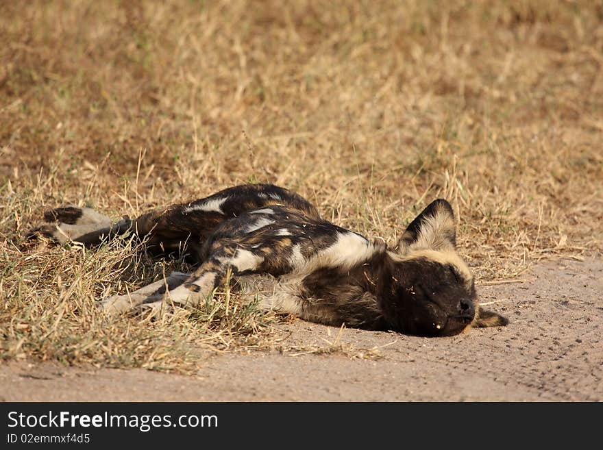 Wild Dogs In Soouth Africa