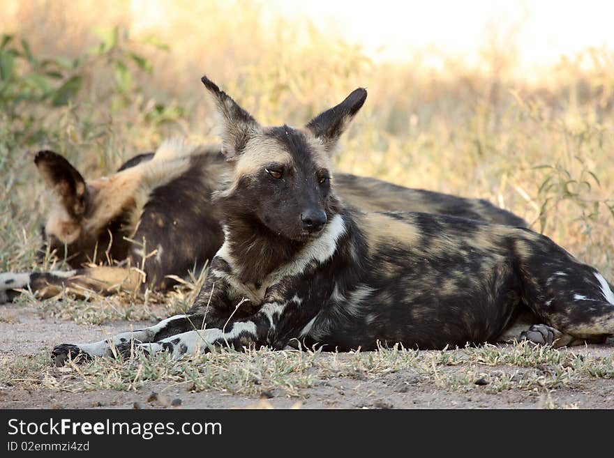 Wild dogs (painted) in Sabi Sand, South Africa. Wild dogs (painted) in Sabi Sand, South Africa