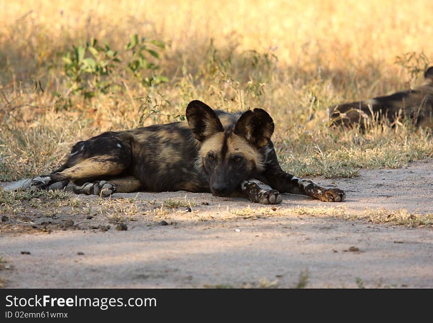 Wild dogs in Soouth Africa