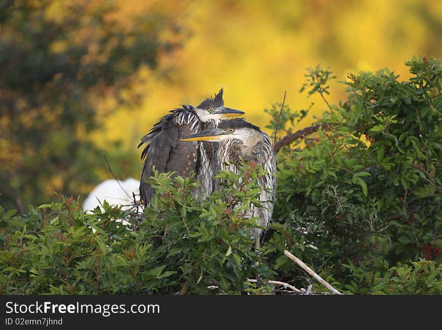 Great Blue Heron chicks