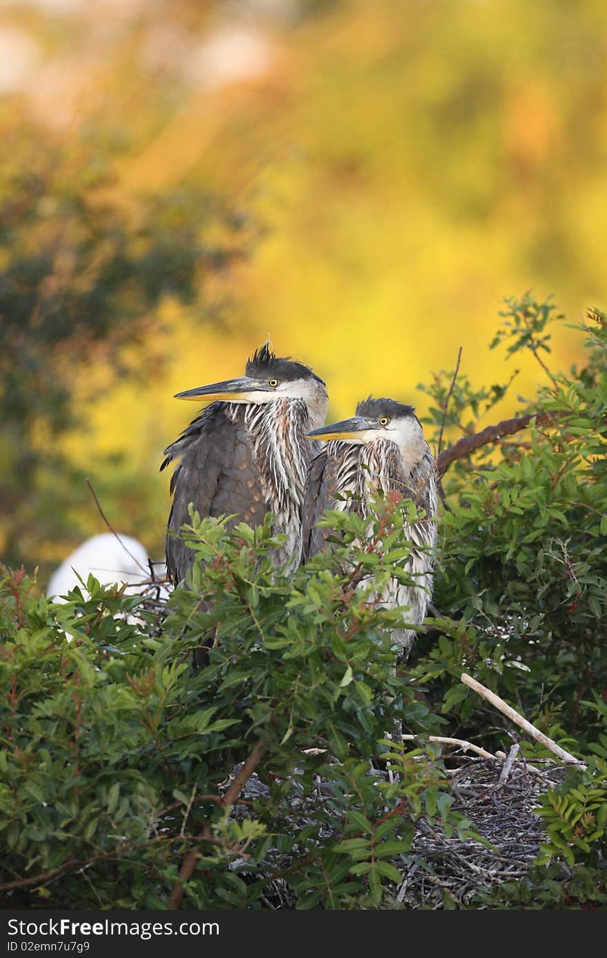 Great Blue Heron chicks