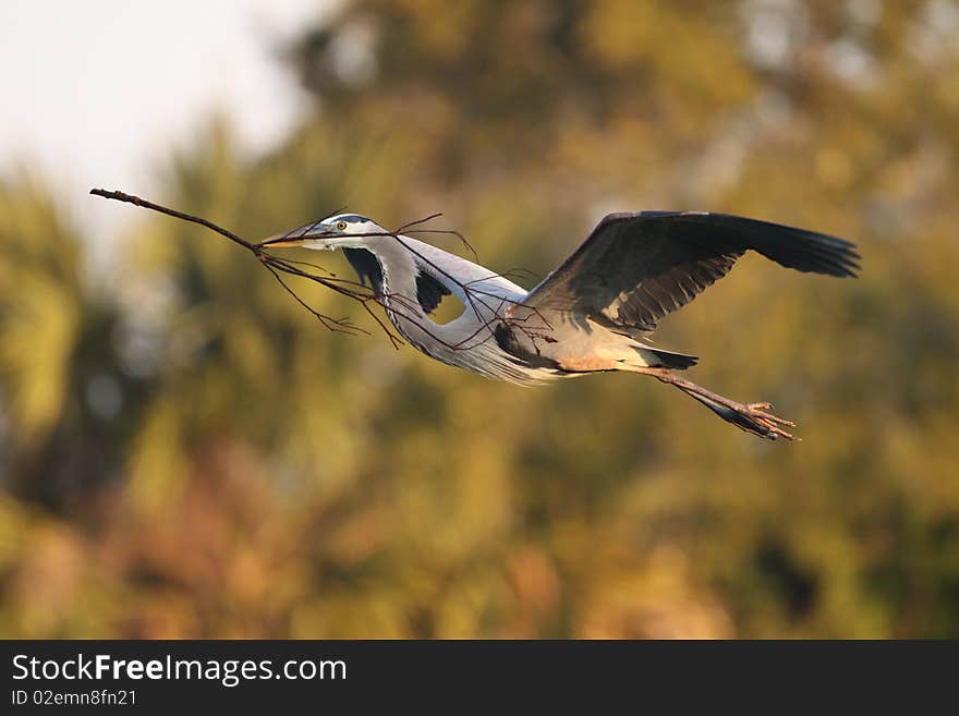 Great Blue Heron in flight