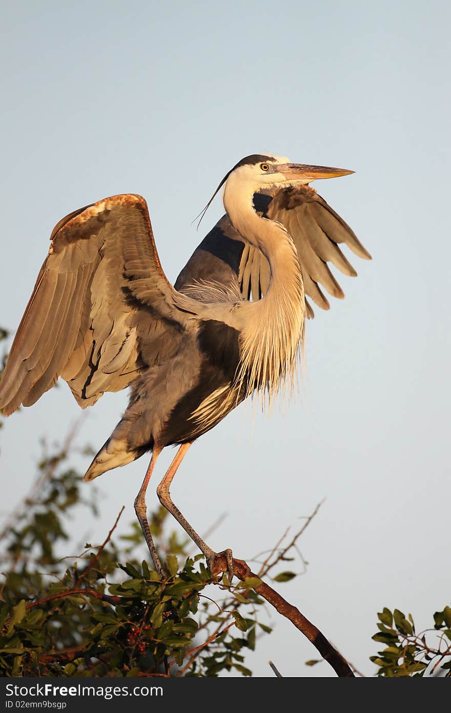 Great Blue Heron stretching