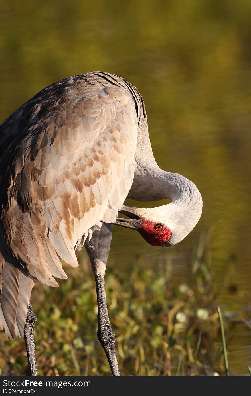 A Sandhill Crane preening at the Venice Rookery, Florida.