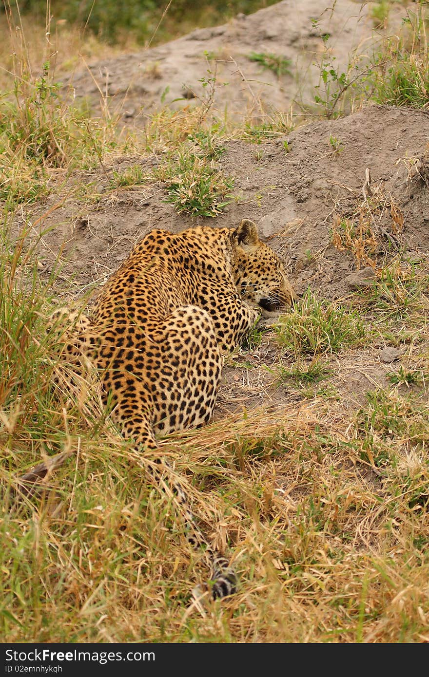 Leopard in Sabi Sand Private Reserve