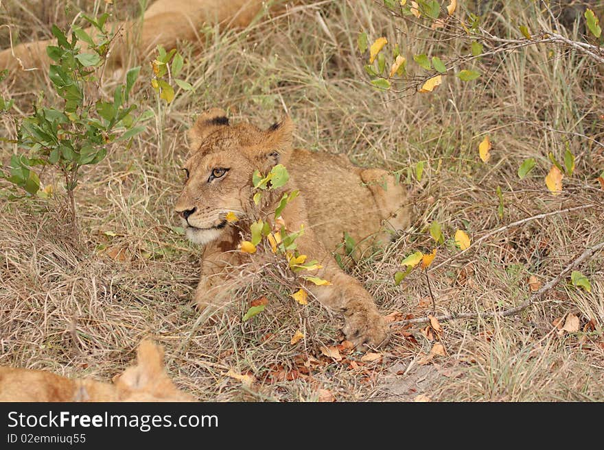 Lions in the Sabi Sand Game Reserve