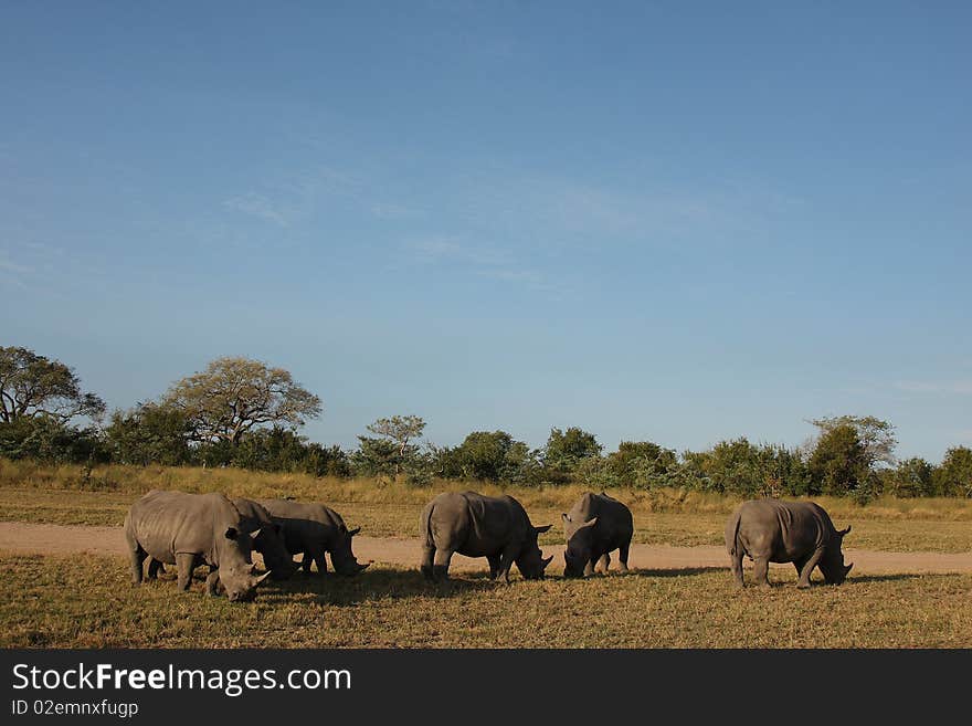 Rhino in Sabi Sand, South Africa