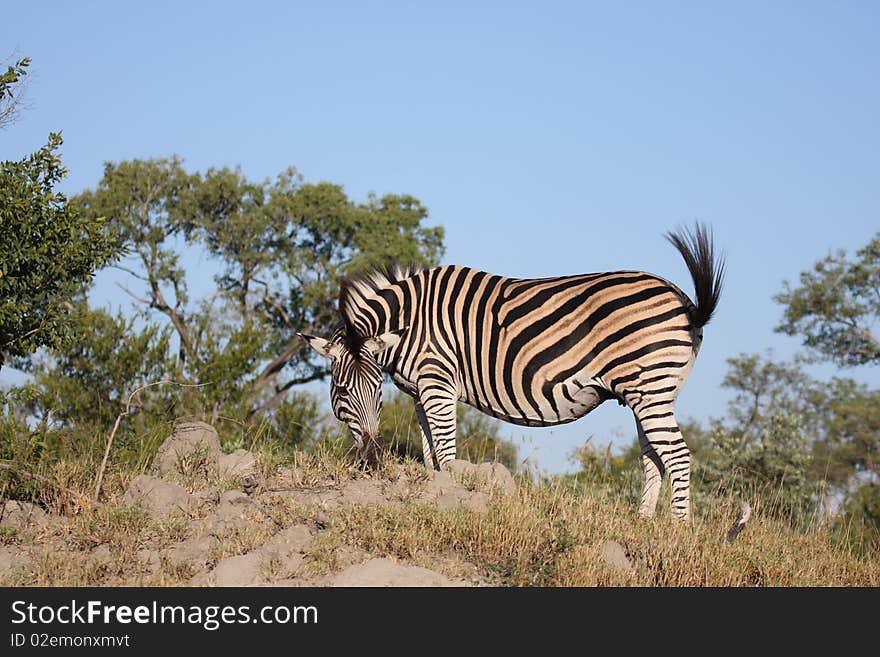 Zebras in Sabi Sands Game Reserve, South Africa