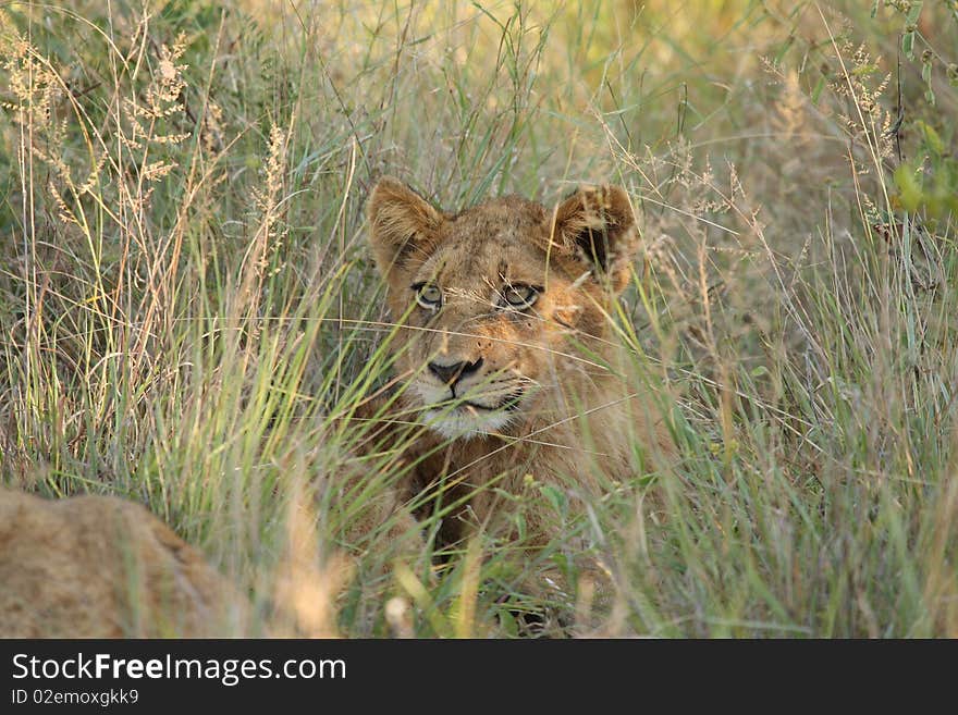 Lions in the Sabi Sand Game Reserve