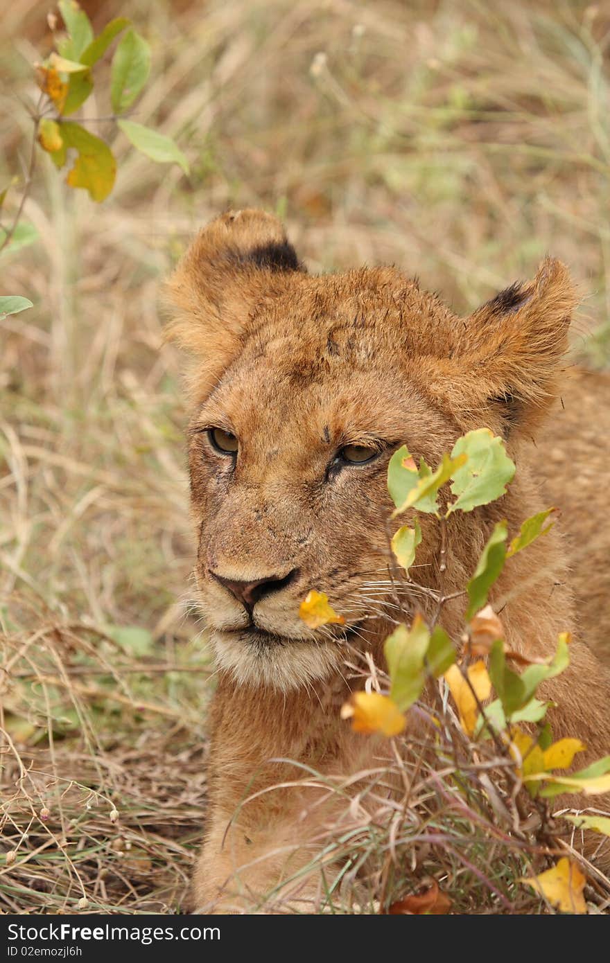 Lions in the Sabi Sand Game Reserve