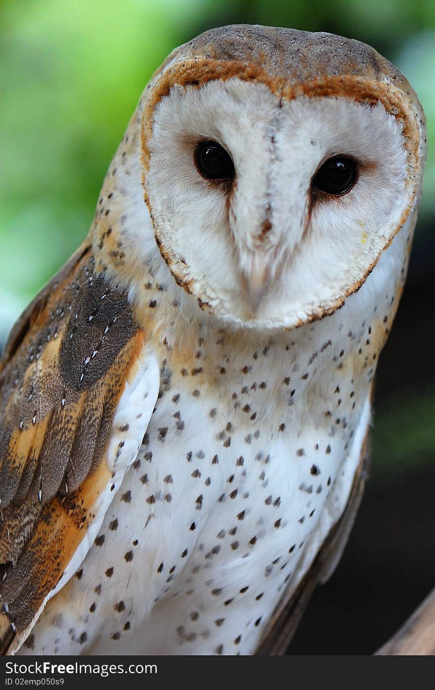 White love shape face owl