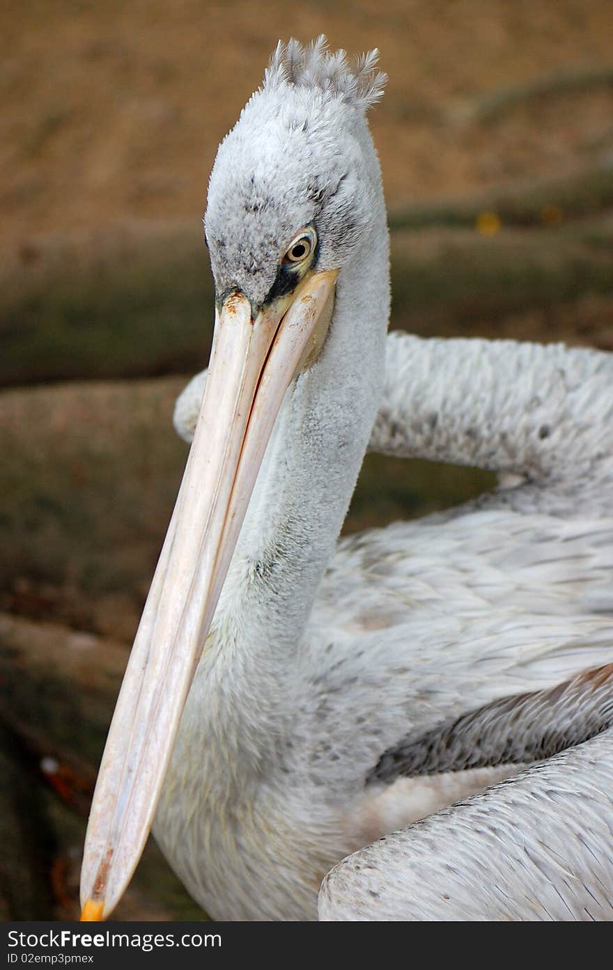 Long Mouth Duck